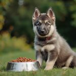Best Dog Food for Norwegian Elkhound Puppies